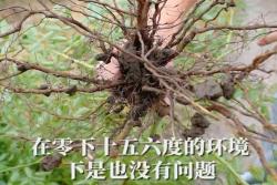 水分多少對(duì)于月季耐寒性有影響嗎？